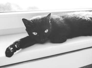 웨이란 / The rules of the beast