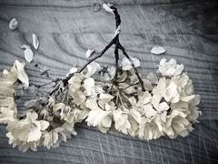 제가 장멘을 못해요...오너님... 멘션으로 주세요......