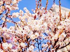 [사반/빙하청추] 봄이여 오라