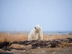 [백도] 허드슨 강가에 부는 바람