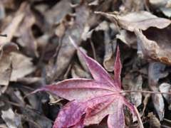 [안화여휘] 마지막 한마디