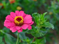 동상이몽(同床異夢)