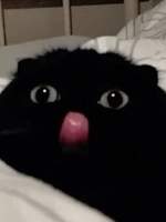 야몽음인(夜夢陰人)