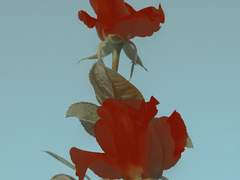 [홍초] 폐병쟁이들의 키스 上