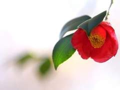 親愛なる,風羽矢 大原海へ