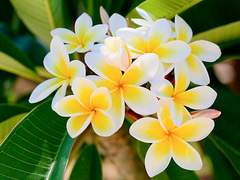 Plumeria