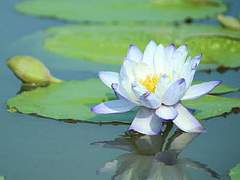 [방원선호] 못 (池) -10 (完)