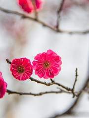 설중매(雪中梅)