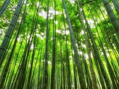 설양) 작은 장님