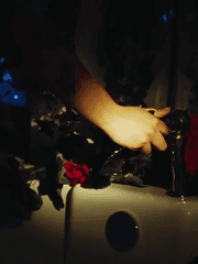 어항 속 어린 짐승들