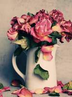 강철의 연금술사(로이리자)