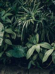 笑裏藏刀 : 소리장도