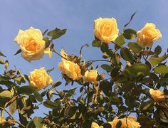 꽃집 사용 설명서