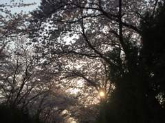 진해 밤 벚꽃놀이