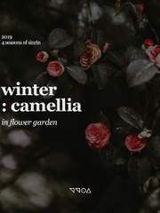 winter : camellia