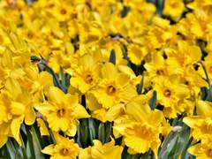 나르시스 제롬 마이티 | 328세