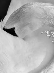백조의 목