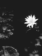 마왕(오노 사토시)