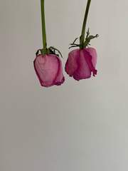 쇼윈도 부부 完