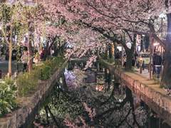 견과류(犬과柳)