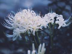 염소자리에 새겨진 흔적 1