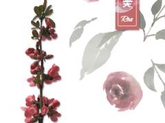 [태원현제(송성)] 열꽃