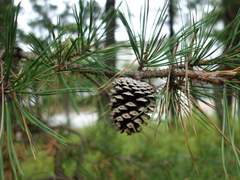 [3일차 조사] - 2번째