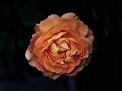 [뷔진]한 번 더 해피엔딩 2