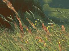 요한 로메로라는 소년에게,