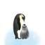 마카로니펭귄