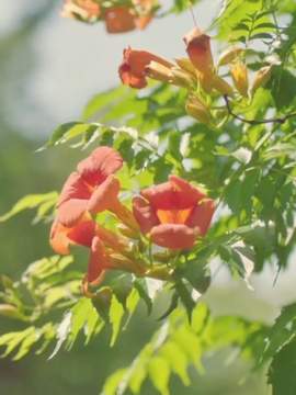 Another extraordinary you