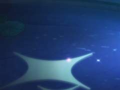 [나나쥰나] 욕심의 별