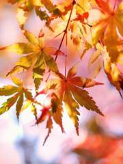 그 혼마루의 이야기