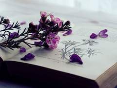 호시노 유메와 이사벨 제므닌의 이야기