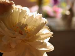 자헌+광요) 금가 형제 이야기