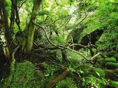 숲 속을 걸었어