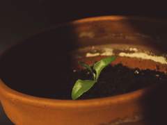 [마사니노] Terracotta