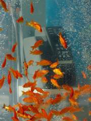 금붕어 죽이기 (휴재)