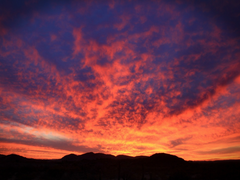 조연의 죽음을 위하여