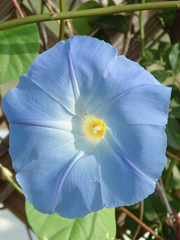 사랑하는 나의 X를 보내는 방법