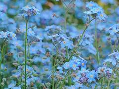 [ 보쿠아카 ] ғᴏʀɢᴇᴛ-ᴍᴇ-ɴᴏᴛ