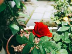 Beauty and the Beast 上