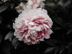 조금 더 얽매이길,