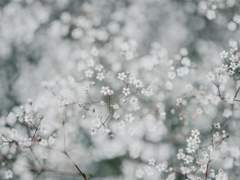 진혼 : 霧花 (무화)