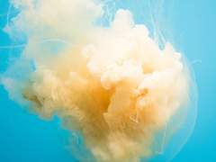 수영장 오필리아 4화