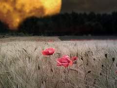 [망기무선] 연(蓮)과 연(緣) - 외전 3. 반드시 오고야 말 행복