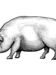 돼지를 끓이는 시간