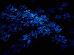 :: 자캐 & 커뮤 정리 ::