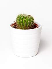 [아이실드21] 선인장