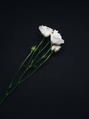 셋쇼마루가. 카라에게.